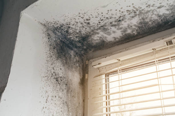 Affordable Attic Mold Removal solutions in Terre Hill, PA