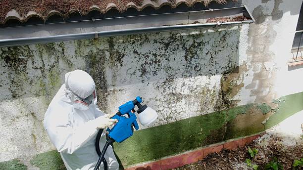 Top rated local Attic Mold Removal specialists in Terre Hill, PA